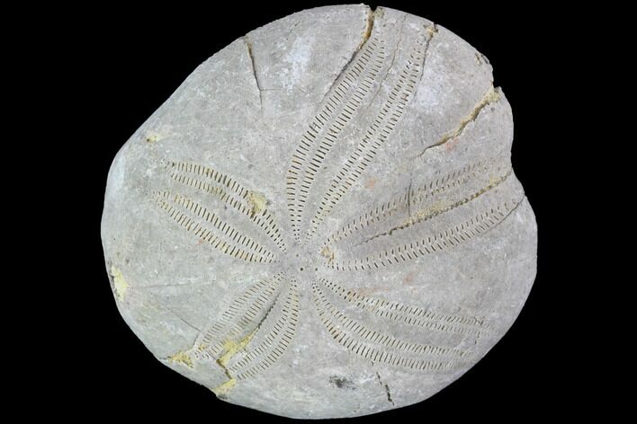 Toxaster Fossil Echinoid (Sea Urchin) - Agadir, Morocco #90613